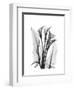 Calla Lily Gray-Albert Koetsier-Framed Premium Giclee Print