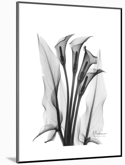 Calla Lily Gray-Albert Koetsier-Mounted Premium Giclee Print