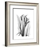 Calla Lily Gray-Albert Koetsier-Framed Premium Giclee Print