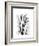 Calla Lily Gray-Albert Koetsier-Framed Premium Giclee Print