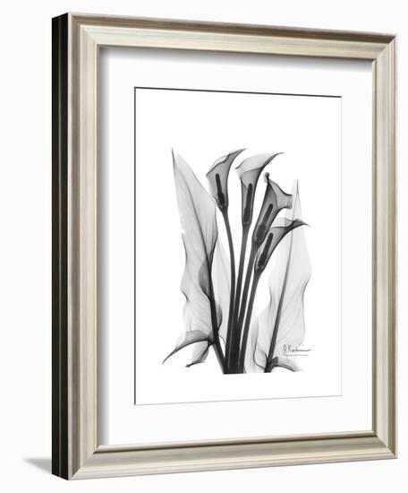 Calla Lily Gray-Albert Koetsier-Framed Premium Giclee Print