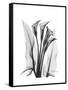 Calla Lily Gray-Albert Koetsier-Framed Stretched Canvas