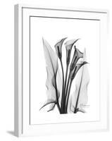 Calla Lily Gray-Albert Koetsier-Framed Premium Giclee Print