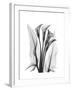 Calla Lily Gray-Albert Koetsier-Framed Premium Giclee Print