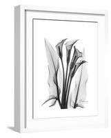 Calla Lily Gray-Albert Koetsier-Framed Premium Giclee Print