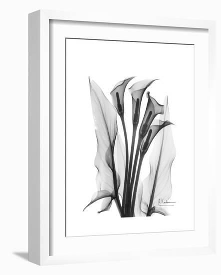 Calla Lily Gray-Albert Koetsier-Framed Premium Giclee Print