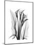 Calla Lily Gray-Albert Koetsier-Mounted Premium Giclee Print