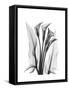 Calla Lily Gray-Albert Koetsier-Framed Stretched Canvas