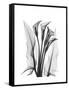 Calla Lily Gray-Albert Koetsier-Framed Stretched Canvas