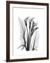 Calla Lily Gray-Albert Koetsier-Framed Premium Giclee Print