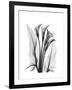 Calla Lily Gray-Albert Koetsier-Framed Premium Giclee Print