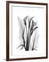 Calla Lily Gray-Albert Koetsier-Framed Premium Giclee Print