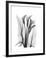 Calla Lily Gray-Albert Koetsier-Framed Premium Giclee Print