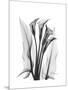 Calla Lily Gray-Albert Koetsier-Mounted Premium Giclee Print