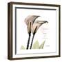 Calla Lily Happiness-Albert Koetsier-Framed Premium Giclee Print