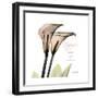 Calla Lily Happiness-Albert Koetsier-Framed Premium Giclee Print