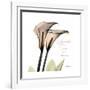 Calla Lily Happiness-Albert Koetsier-Framed Premium Giclee Print