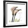 Calla Lily Happiness-Albert Koetsier-Framed Premium Giclee Print