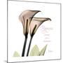 Calla Lily Happiness-Albert Koetsier-Mounted Premium Giclee Print