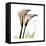 Calla Lily Happiness-Albert Koetsier-Framed Stretched Canvas