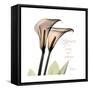 Calla Lily Happiness-Albert Koetsier-Framed Stretched Canvas