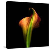 Calla Lily I-Magda Indigo-Stretched Canvas