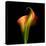 Calla Lily I-Magda Indigo-Stretched Canvas