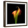 Calla Lily I-Magda Indigo-Framed Photographic Print