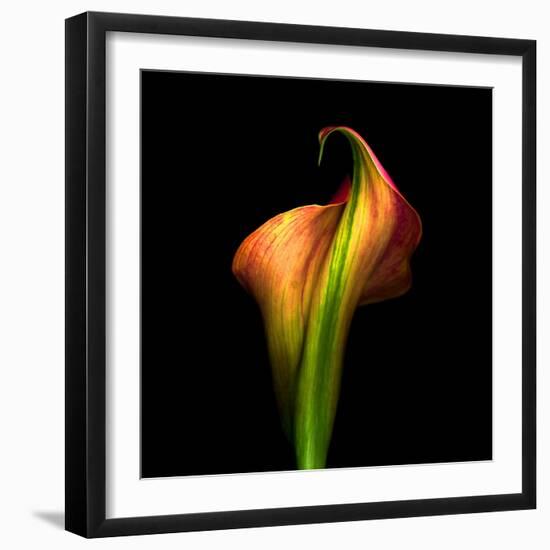 Calla Lily I-Magda Indigo-Framed Photographic Print