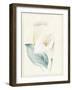 Calla Lily I-Paul Hargittai-Framed Art Print