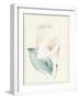 Calla Lily I-Paul Hargittai-Framed Art Print