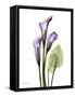 Calla Lily in Full Bloom-Albert Koetsier-Framed Stretched Canvas