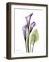 Calla Lily in Full Bloom-Albert Koetsier-Framed Art Print