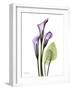 Calla Lily in Full Bloom-Albert Koetsier-Framed Art Print