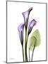 Calla Lily in Full Bloom-Albert Koetsier-Mounted Art Print