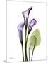 Calla Lily in Full Bloom-Albert Koetsier-Mounted Art Print