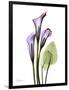Calla Lily in Full Bloom-Albert Koetsier-Framed Art Print