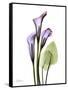 Calla Lily in Full Bloom-Albert Koetsier-Framed Stretched Canvas