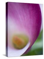 Calla Lily in Fuquay Varina, North Carolina-Melissa Southern-Stretched Canvas