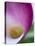 Calla Lily in Fuquay Varina, North Carolina-Melissa Southern-Stretched Canvas