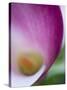 Calla Lily in Fuquay Varina, North Carolina-Melissa Southern-Stretched Canvas