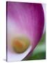 Calla Lily in Fuquay Varina, North Carolina-Melissa Southern-Stretched Canvas