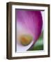 Calla Lily in Fuquay Varina, North Carolina-Melissa Southern-Framed Photographic Print