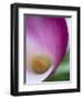 Calla Lily in Fuquay Varina, North Carolina-Melissa Southern-Framed Photographic Print