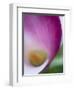 Calla Lily in Fuquay Varina, North Carolina-Melissa Southern-Framed Photographic Print