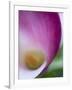 Calla Lily in Fuquay Varina, North Carolina-Melissa Southern-Framed Photographic Print