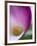 Calla Lily in Fuquay Varina, North Carolina-Melissa Southern-Framed Photographic Print