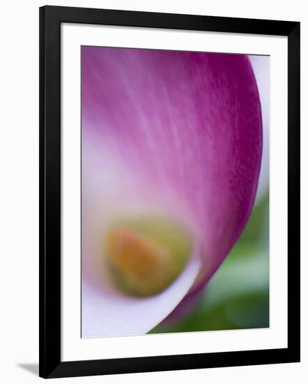 Calla Lily in Fuquay Varina, North Carolina-Melissa Southern-Framed Photographic Print