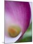 Calla Lily in Fuquay Varina, North Carolina-Melissa Southern-Mounted Photographic Print