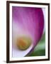 Calla Lily in Fuquay Varina, North Carolina-Melissa Southern-Framed Photographic Print